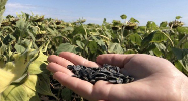 Jak správně zasít slunečnicová semínka?